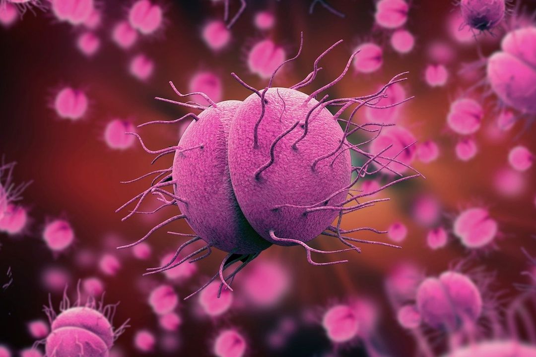 Ilustración artística de la bacteria de la gonorrea