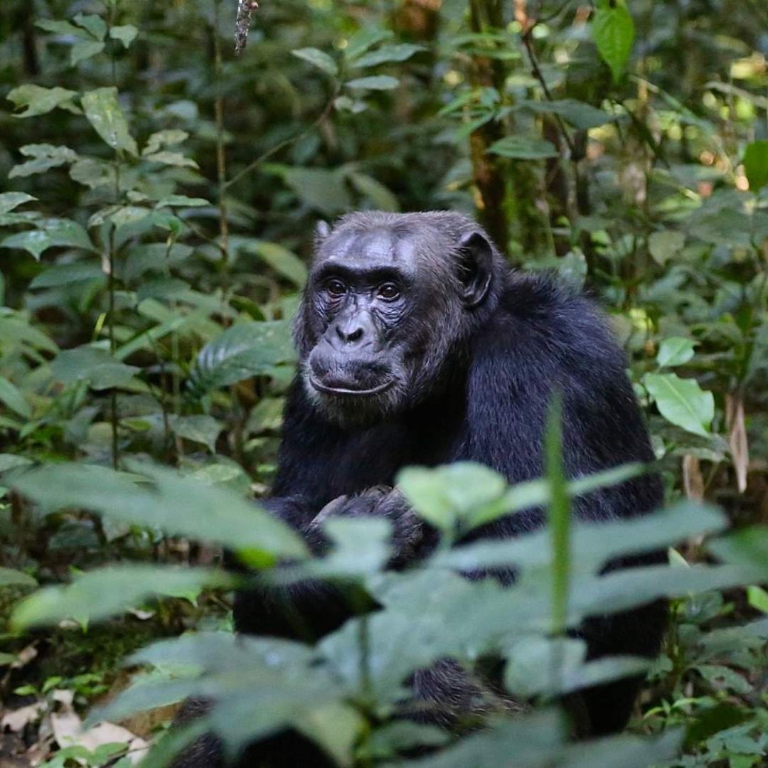 Chimpancé en su hábitad natural