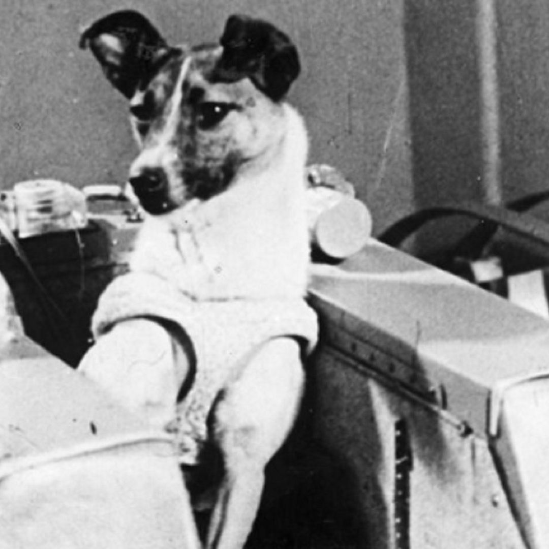 La perra Laika antes de viajar al espacio en la nave Sputnik 2
