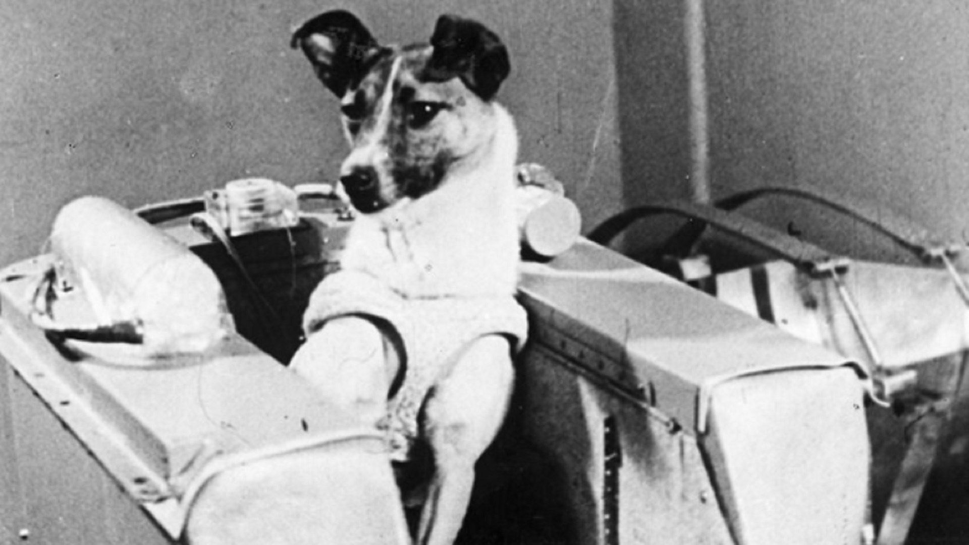 La perra Laika antes de viajar al espacio en la nave Sputnik 2