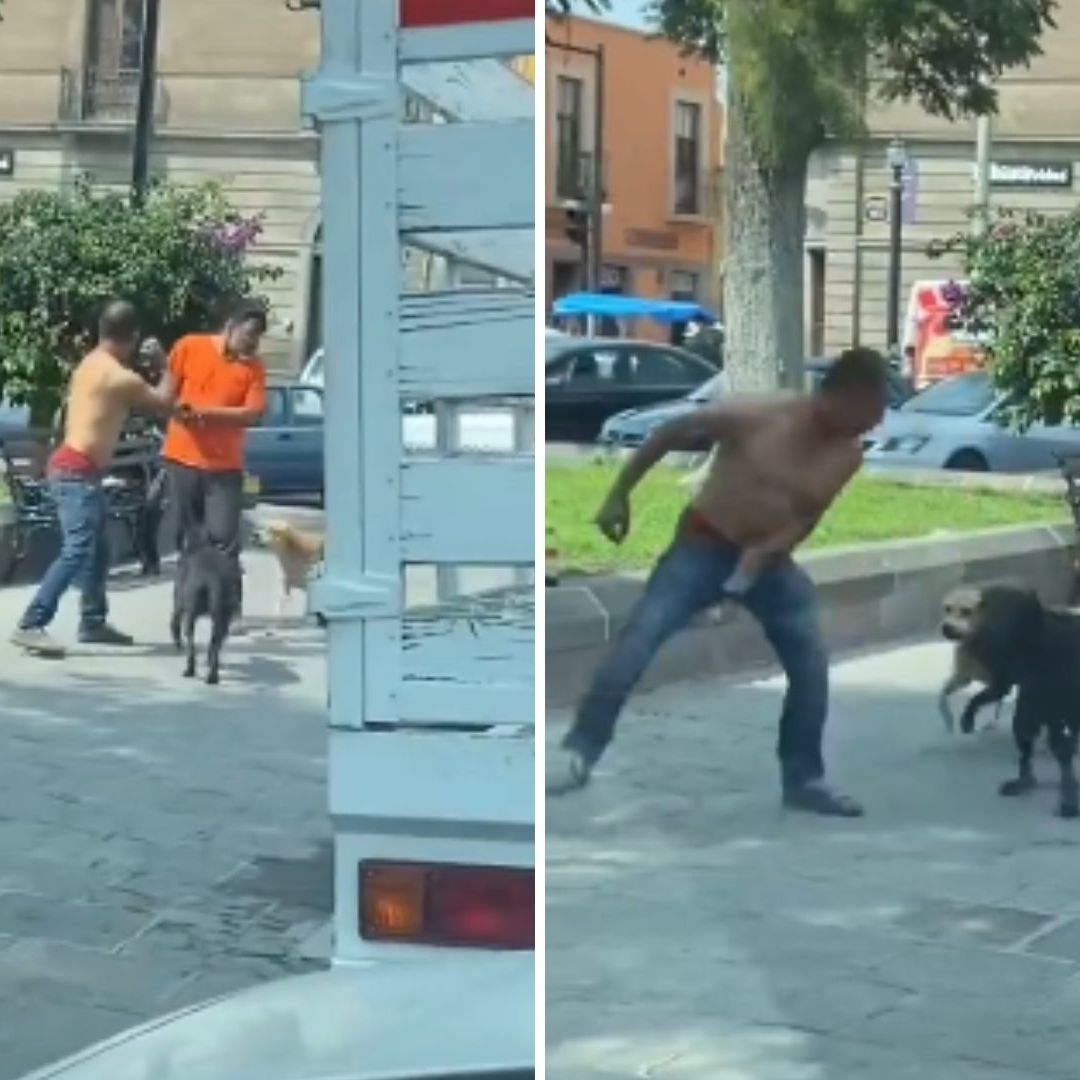 ¡Su Barrio lo Respalda! Perros Defienden a Hombre en Pelea Callejera