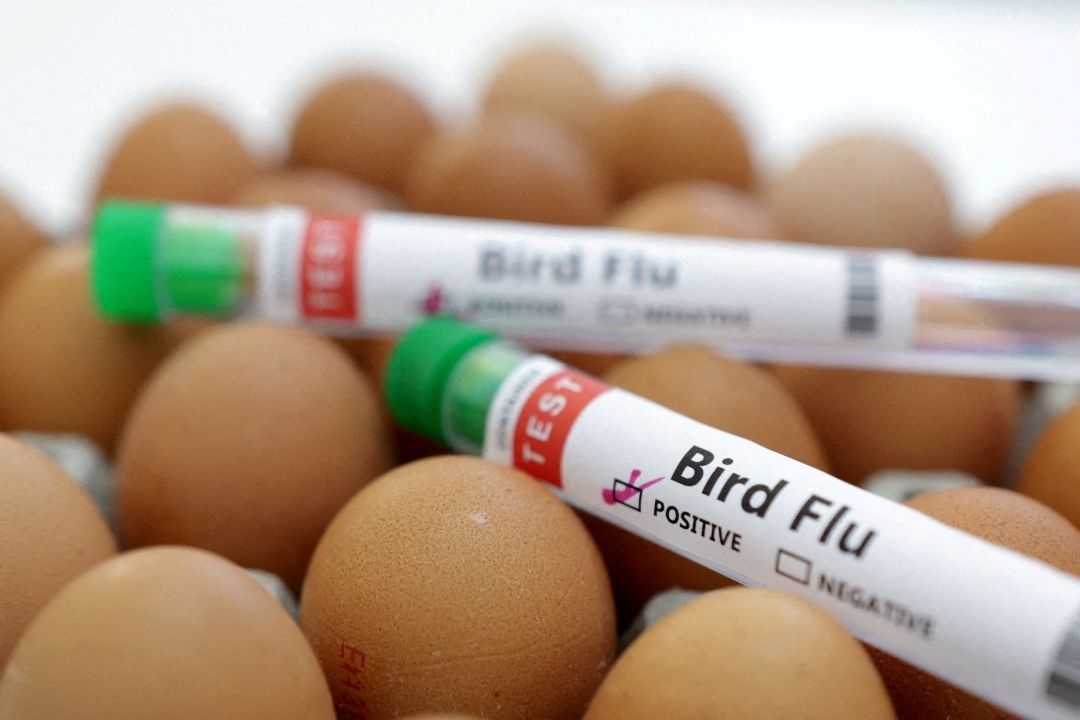 Reportan brote de gripe aviar en Arkansas, Estados Unidos