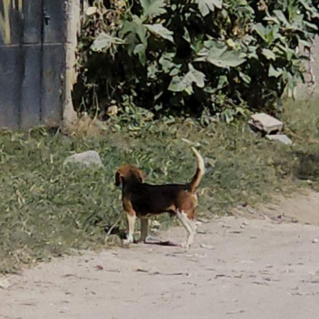Hallan a Perro Deambulando con Brazo Humano en Zapopan
