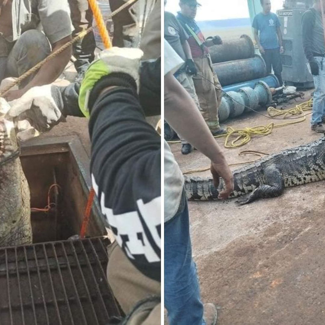 Cocodrilo atrapado en una tubería de Ciudad Victoria, Tamaulipas