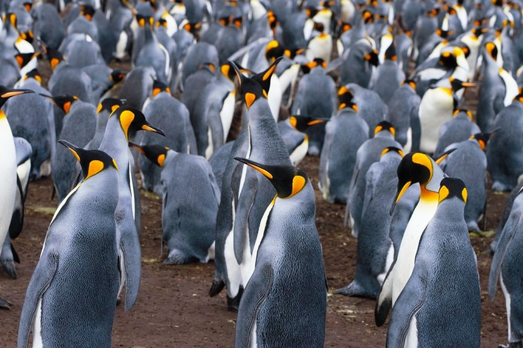 Deshielo Antártico Pone al Pingüino Emperador En Peligro de Extinción