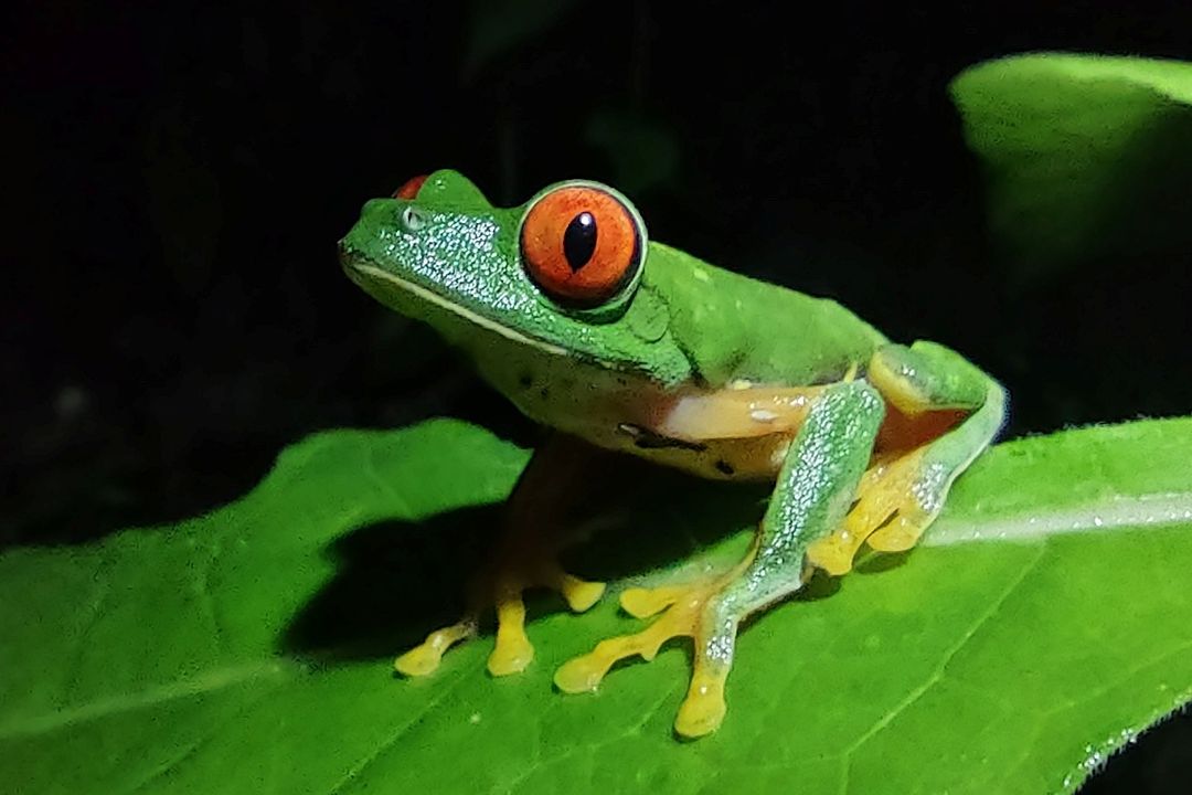En riesgo, 50% de anfibios en México