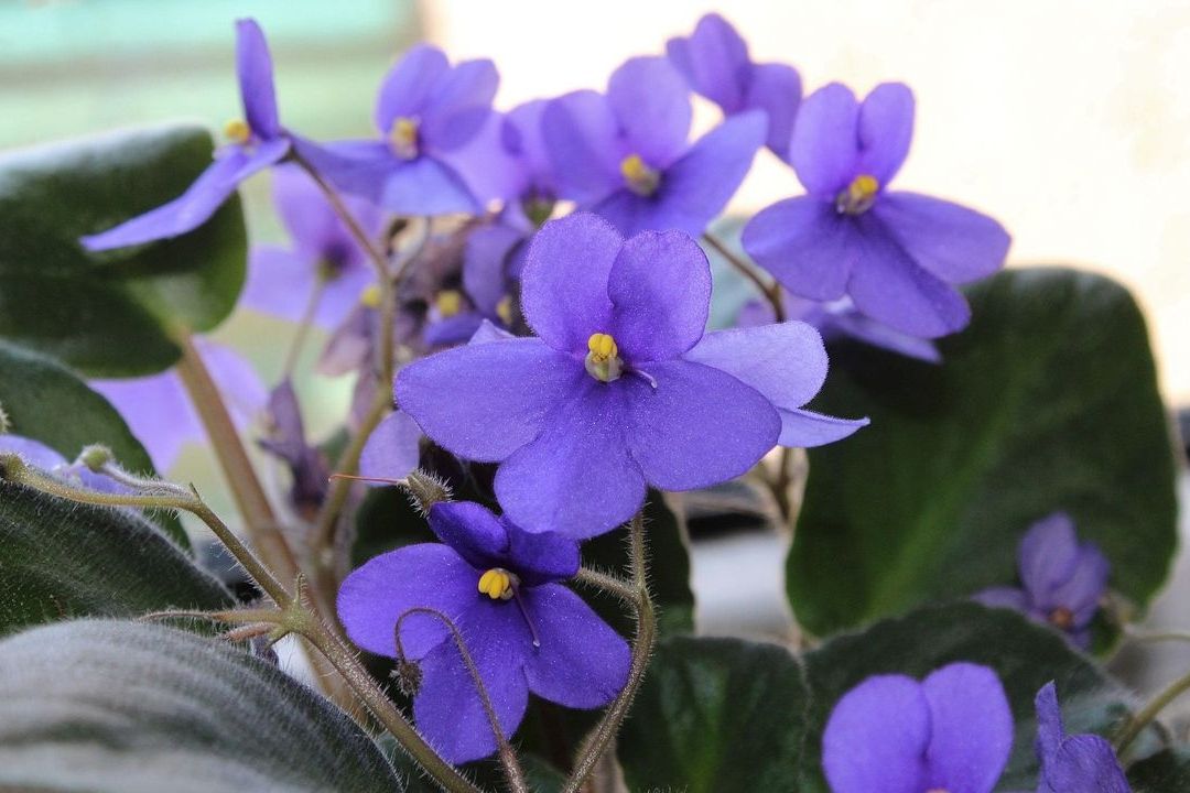 Las redes sociales han vuelto tendencia regalar flores moradas este 9 de noviembre 2023