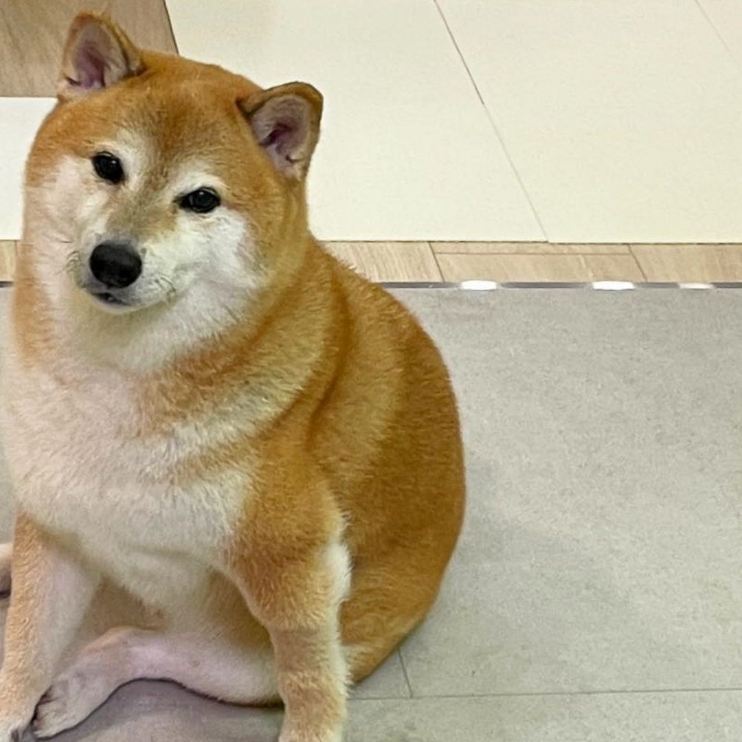 Perrito Cheems: así fue su funeral