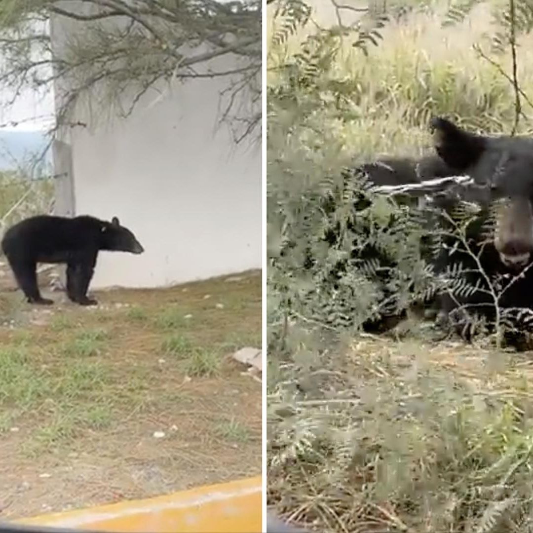 Captan oso negro junto a oxxo en Arteaga, Coahuila