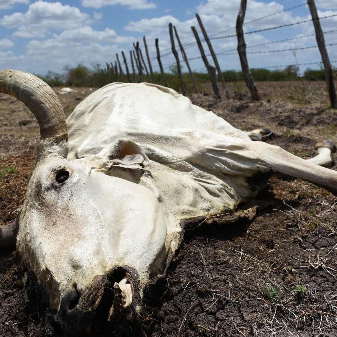 México Padece de Sequía: Estos son los 15 Estados Más Afectados por Escasez de Agua
