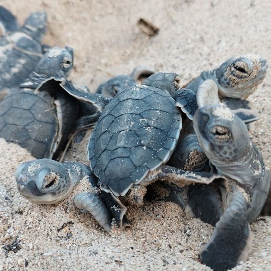 Contaminación Amenaza una Especie de Tortuga por Exceso de Hembras