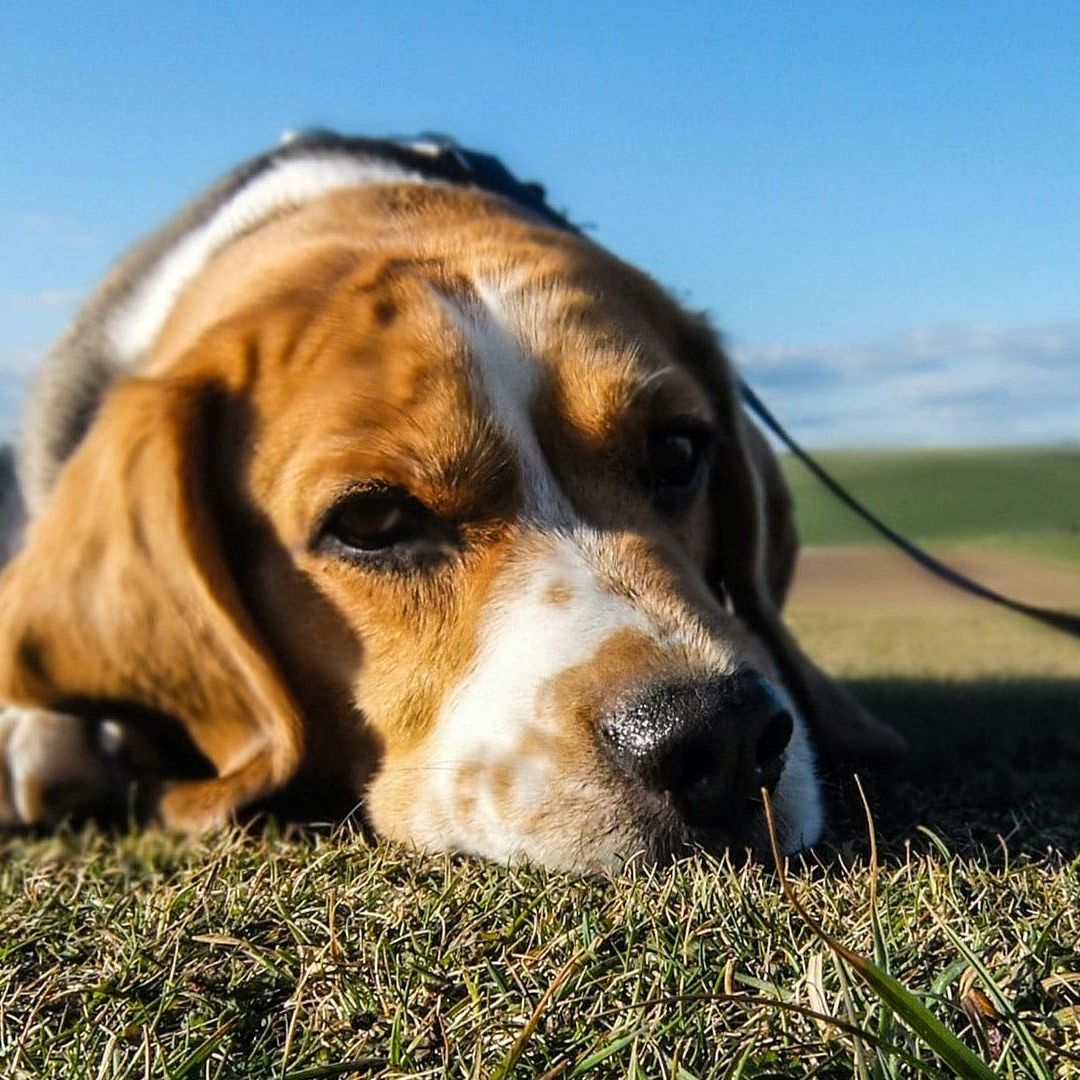 Crean perros beagle autistas para avanzar en el estudio del trastorno