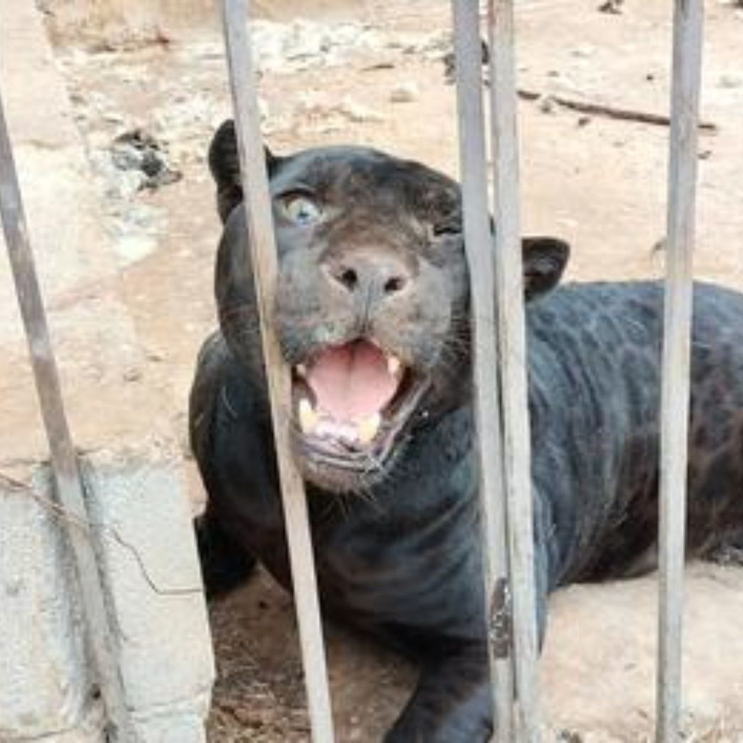 Aseguran a Jaguar que Arrancó Brazo a Niña en Rancho "El Toro" Chihuahua