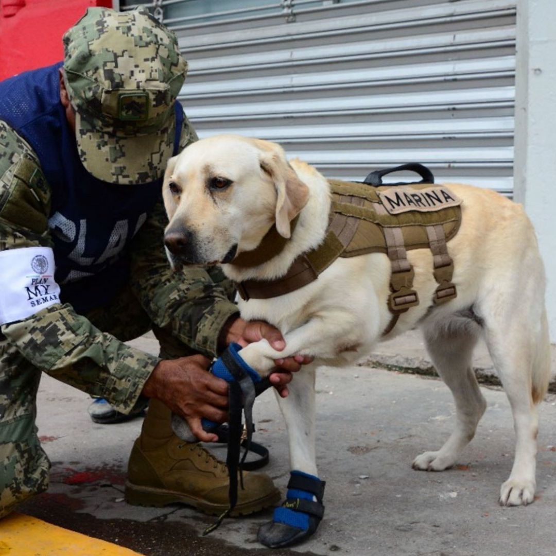 Hoy 15 de noviembre se conmemora el primer aniversario luctuoso de Frida, la perrita rescatista de la Secretaría de Marina