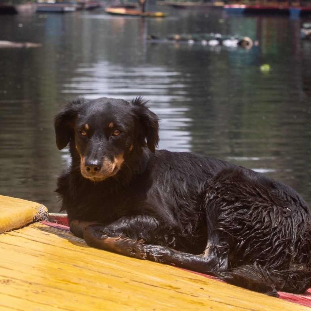 Denuncian Hallazgo de Perros Sacrificados en Bosque de Nativitas
