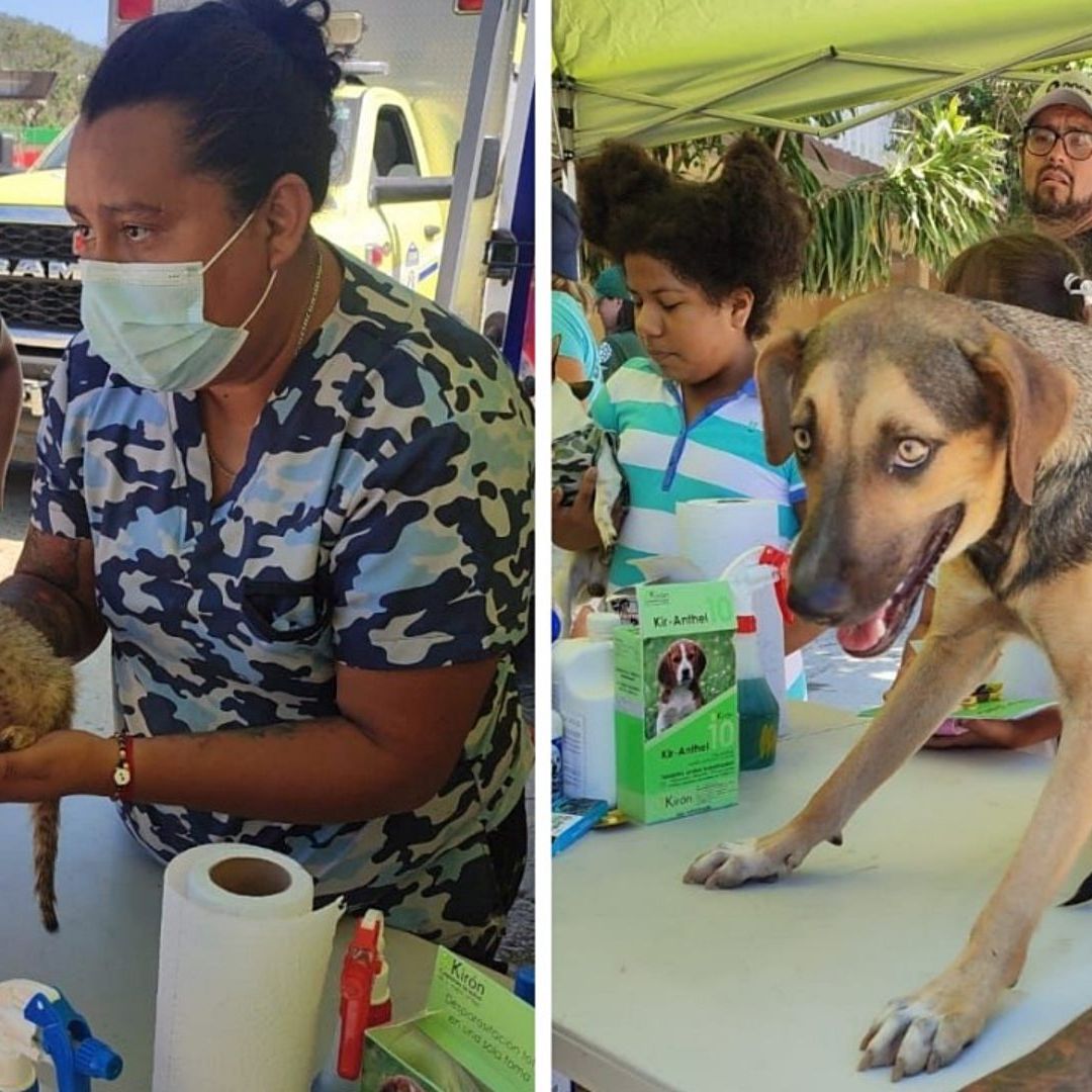 Murieron casi todos los animales callejeros de Acapulco por Otis