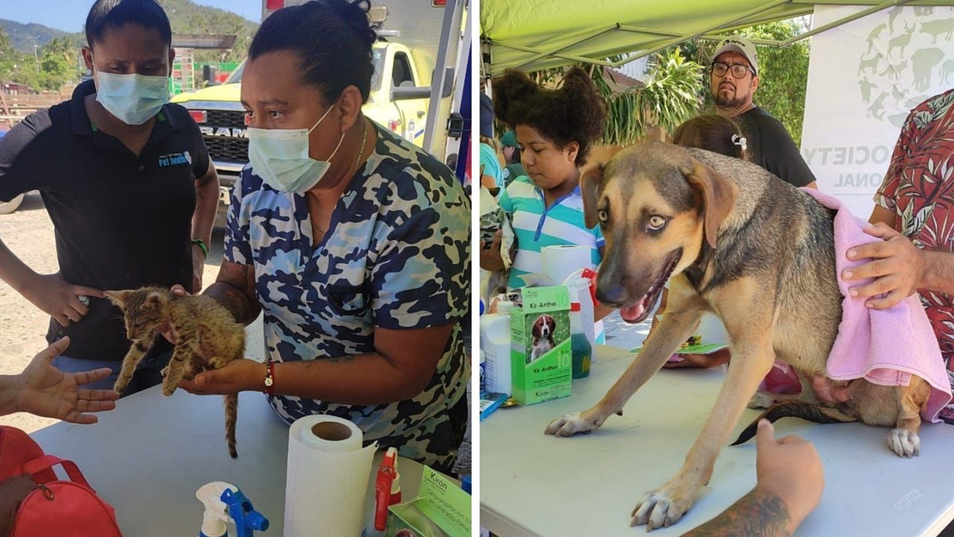 Murieron casi todos los animales callejeros de Acapulco por Otis
