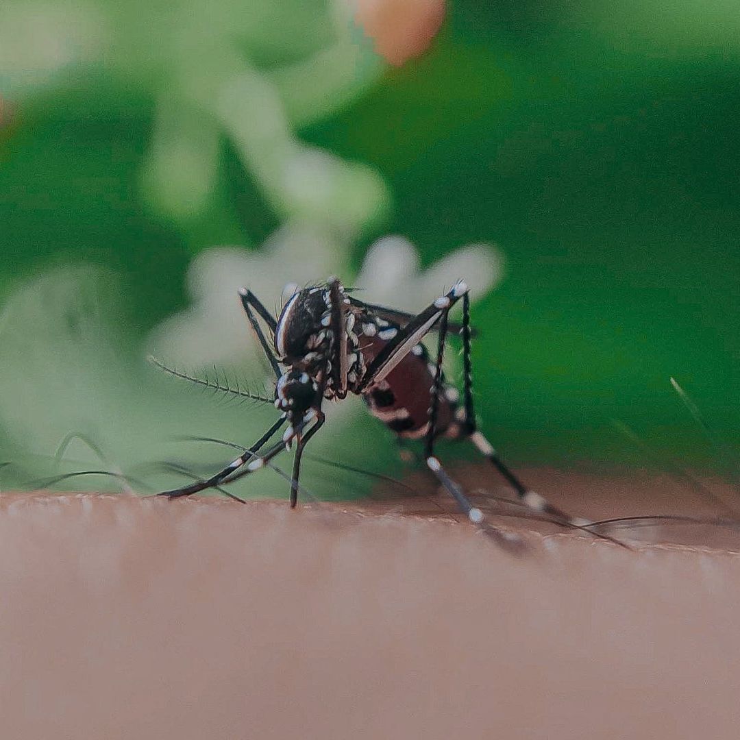 Dengue en zonas cercanas al estado de Puebla