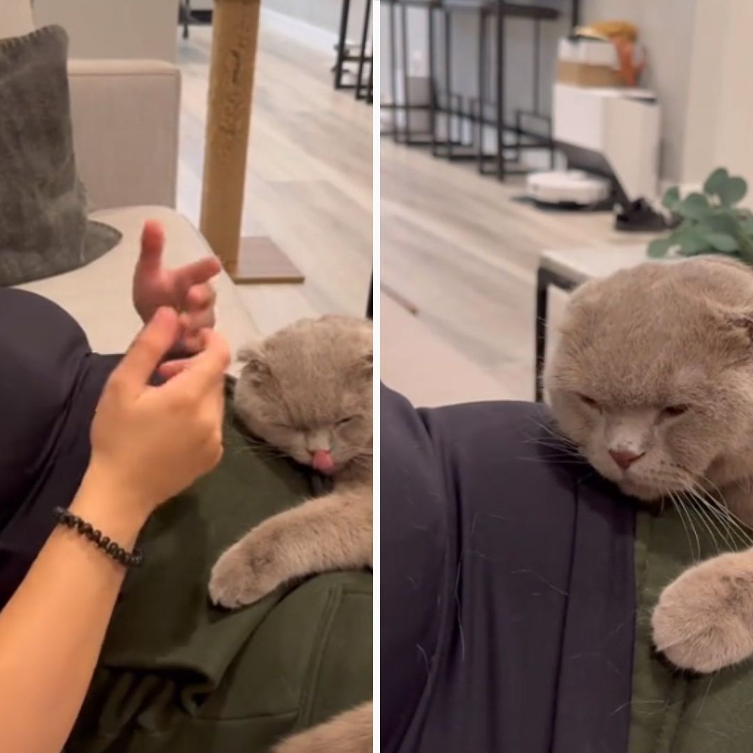 Video | ¡Que Ternura! Gatito Reacciona Ante Pataditas de Bebé de Embarazada