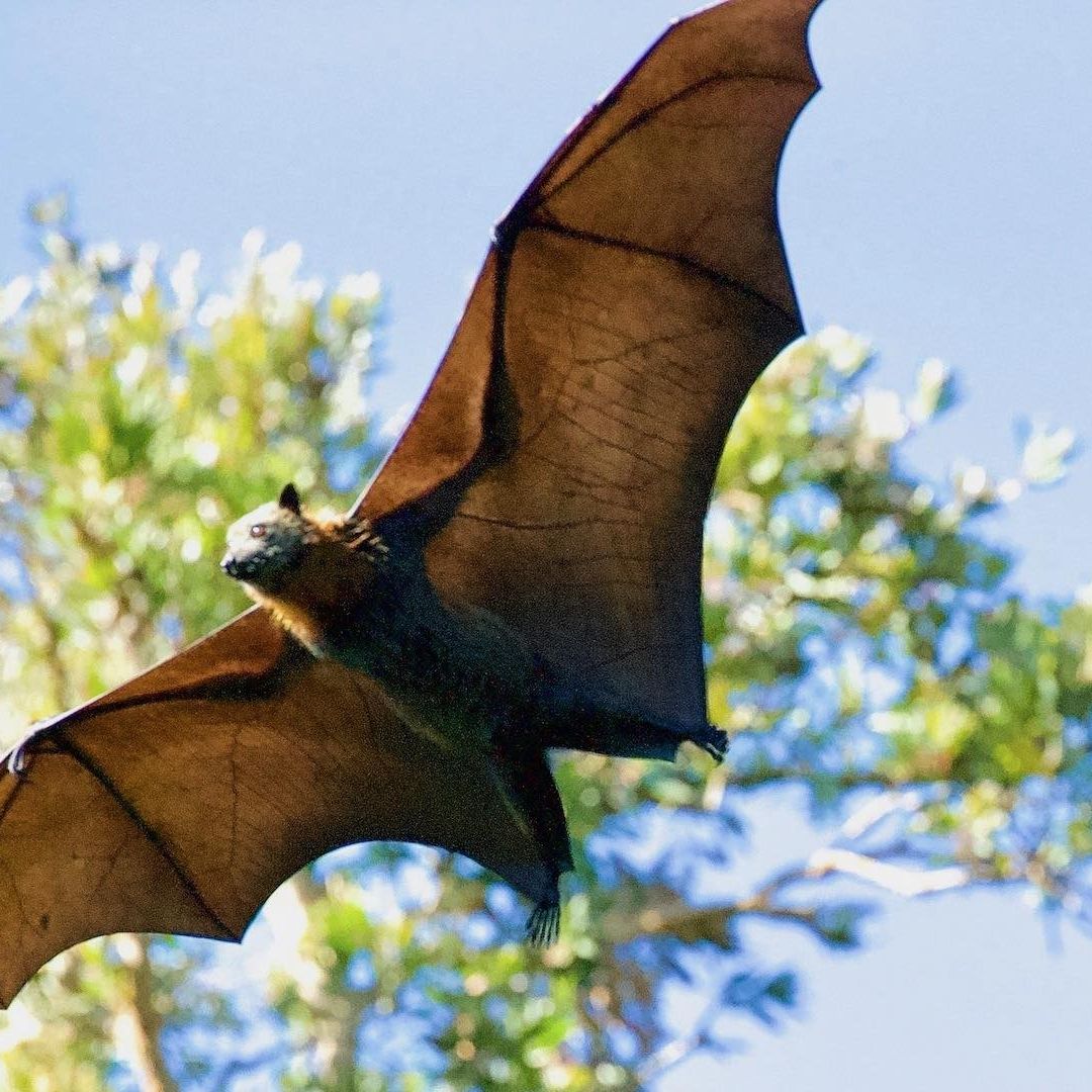 Murciélago vuela cerca de unos árboles