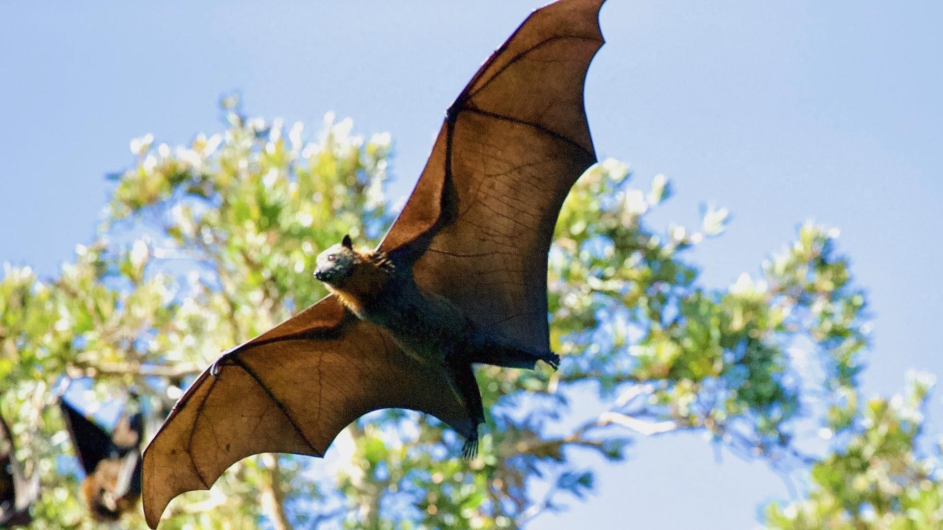 Murciélago vuela cerca de unos árboles