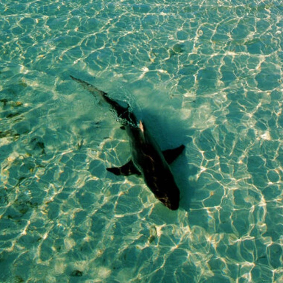 Cada año ocurren desgracias de este tipo en aguas de Bahamas. Foto: AP