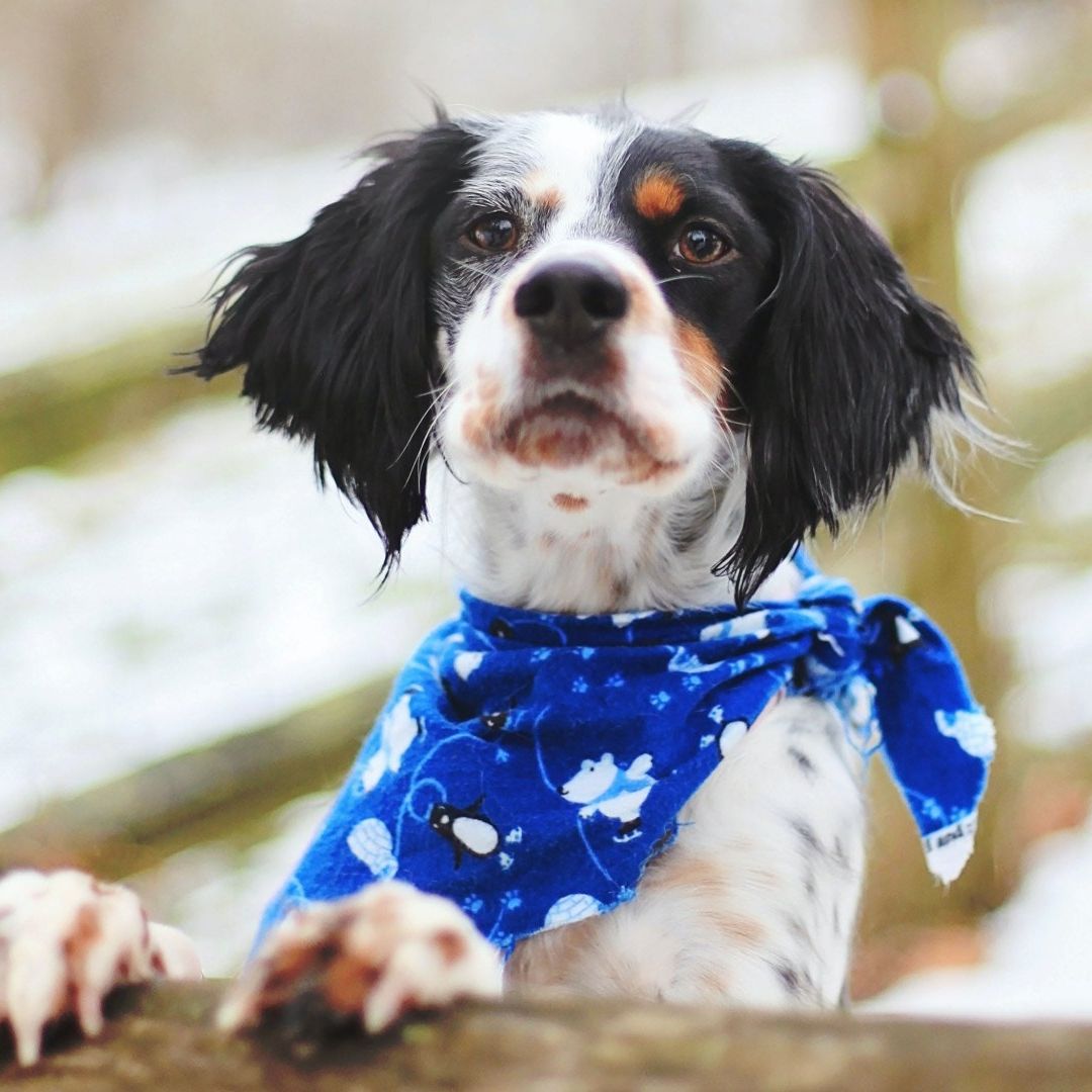 Recomendaciones para cuidar a perros y gatos del frío