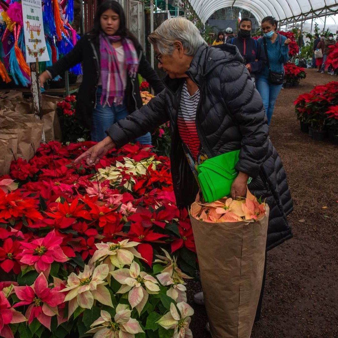 Navidad 2023: ¿Dónde Comprar Nochebuenas Baratas en CDMX?