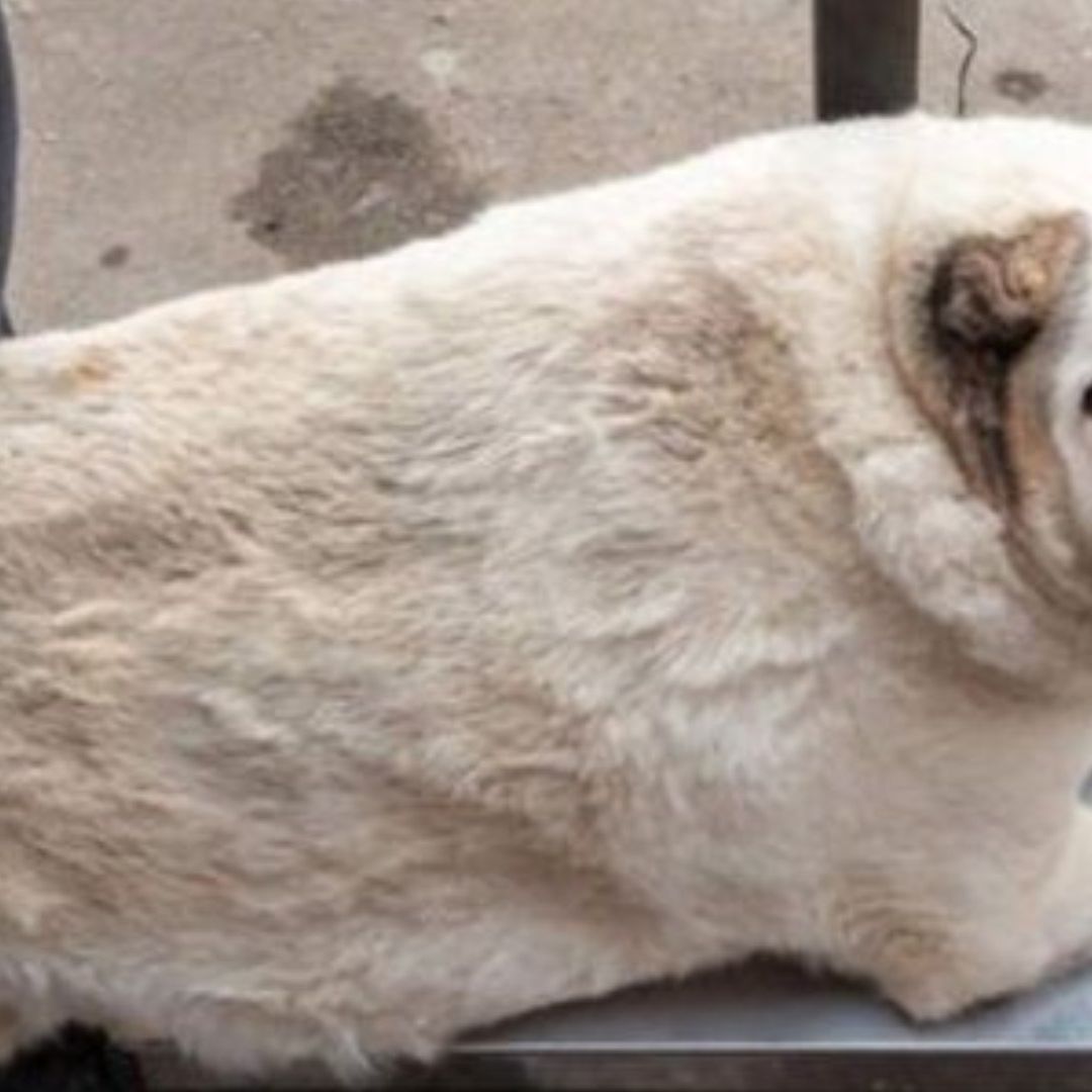 Krugets Perrito con Obesidad Mórbida