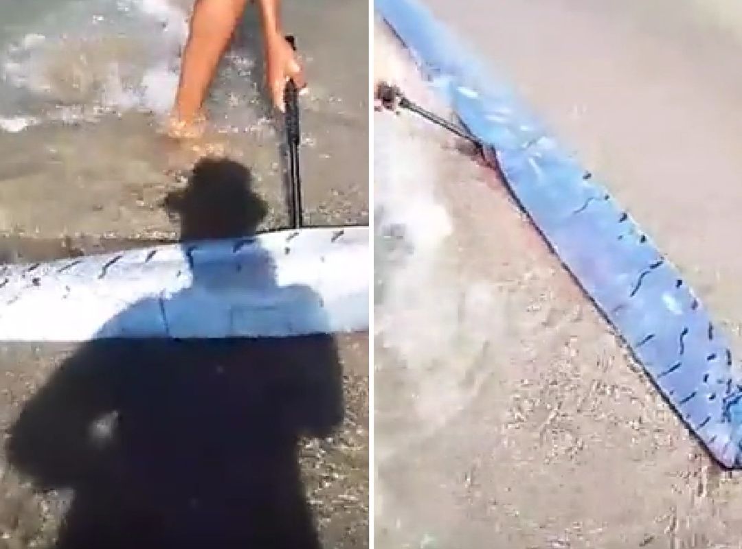 Un pez remo apareció en una playa en República Dominicana; personas se preguntan si esto es un presagio de un temblor