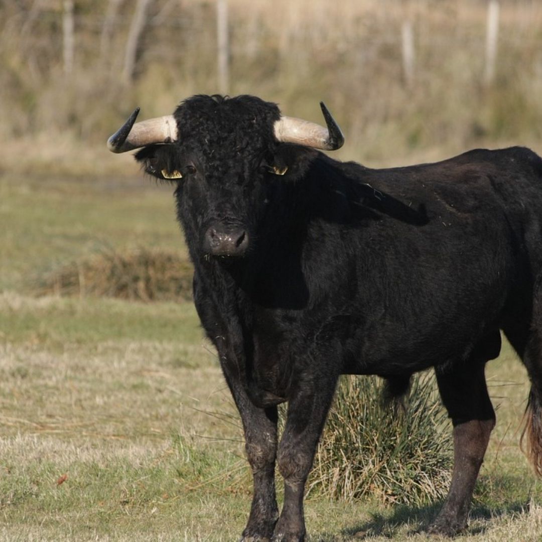 Toro escapa de jaripeo