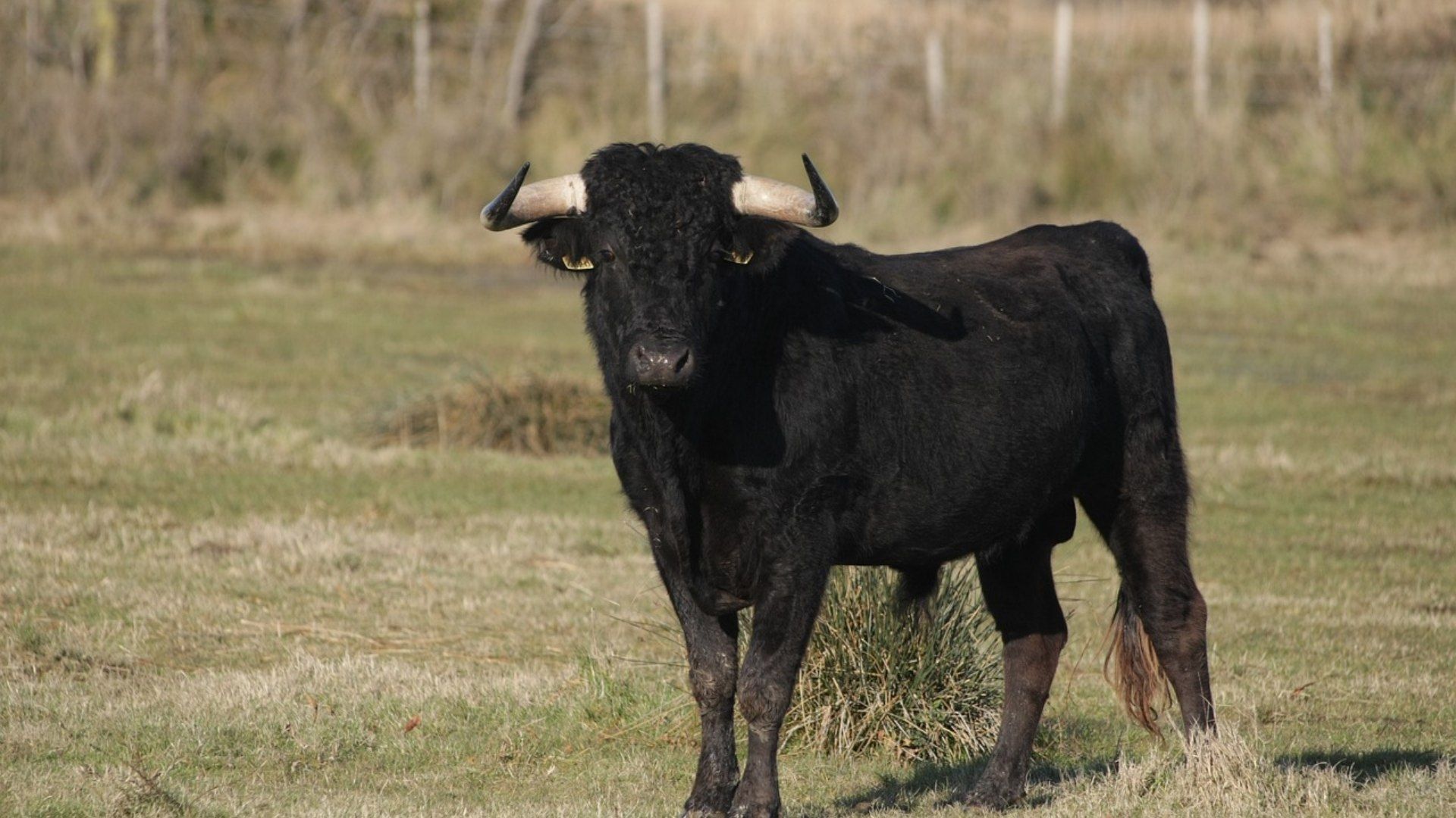 Toro escapa de jaripeo