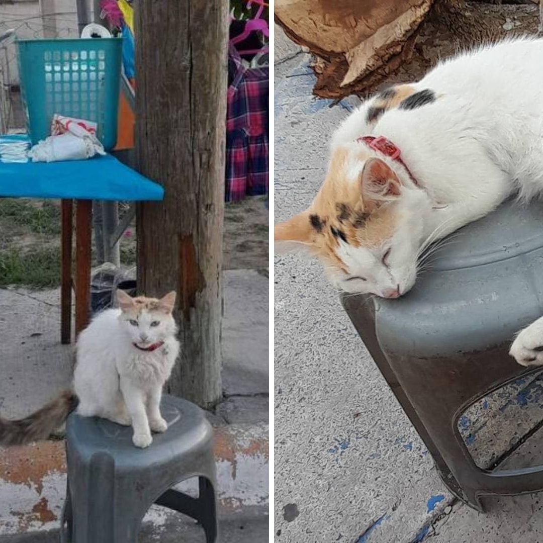 Michitamalitos: Muere Gatita que Salía a Vender Con su Dueña en Tampico