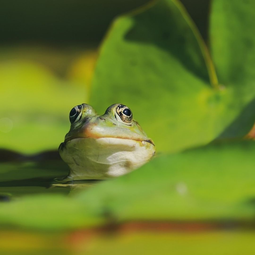 Descubren nueva especie de rana en Perú