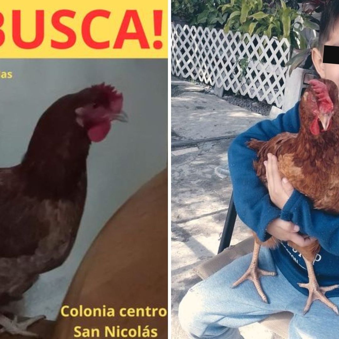 ¡No la Hicieron Caldo! Niño Localiza a Su Gallina Mascota en Nuevo León