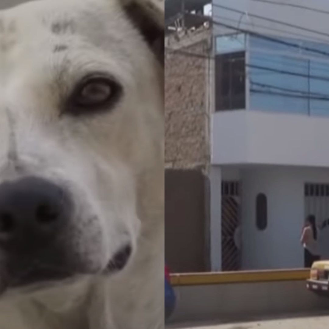 Delincuentes dejaron una dinamita encendida en la fachada de una vivienda y un perro callejero la apagó