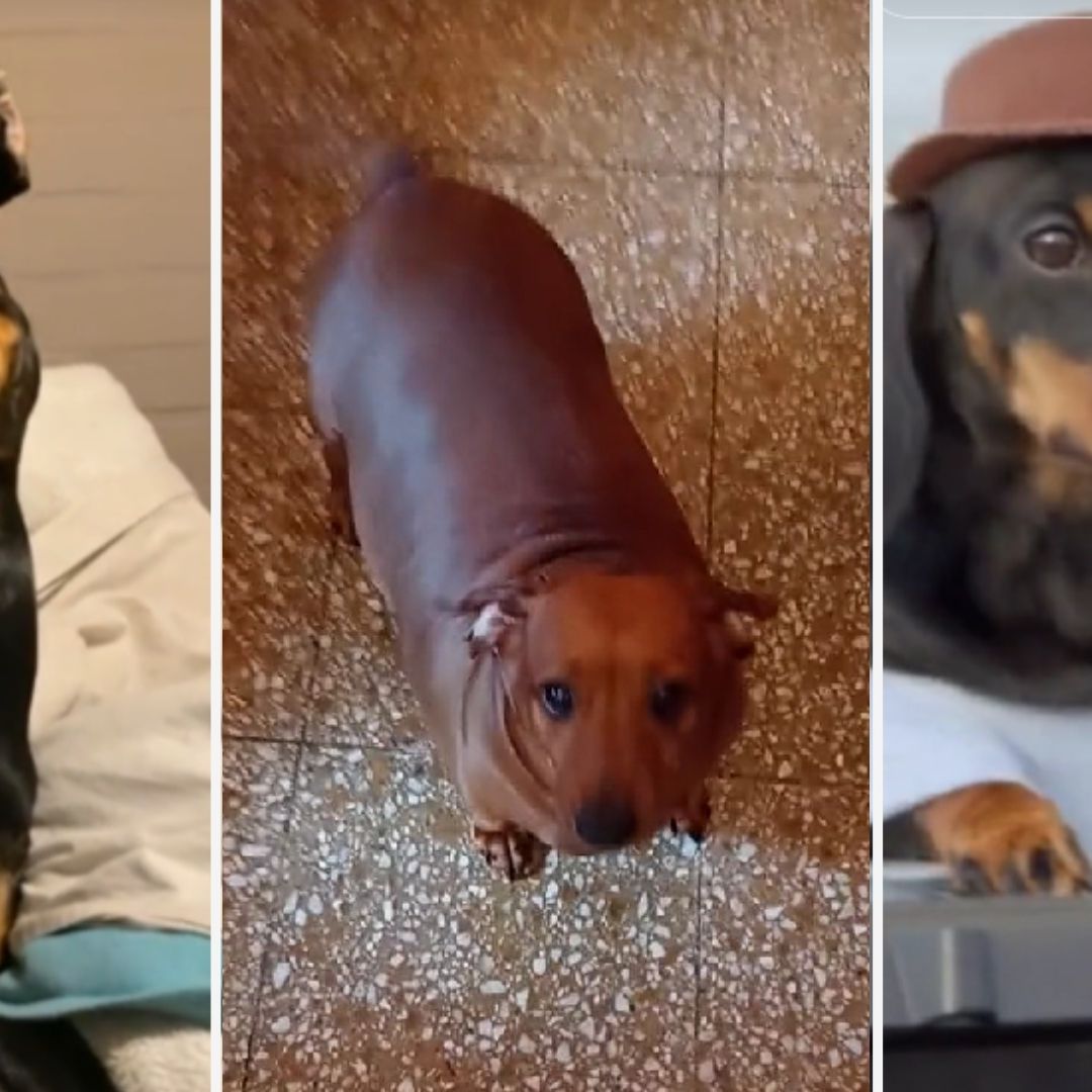 Conoce la Historia de ‘Perro Salchicha’, Canción Viral en Redes y Plataformas