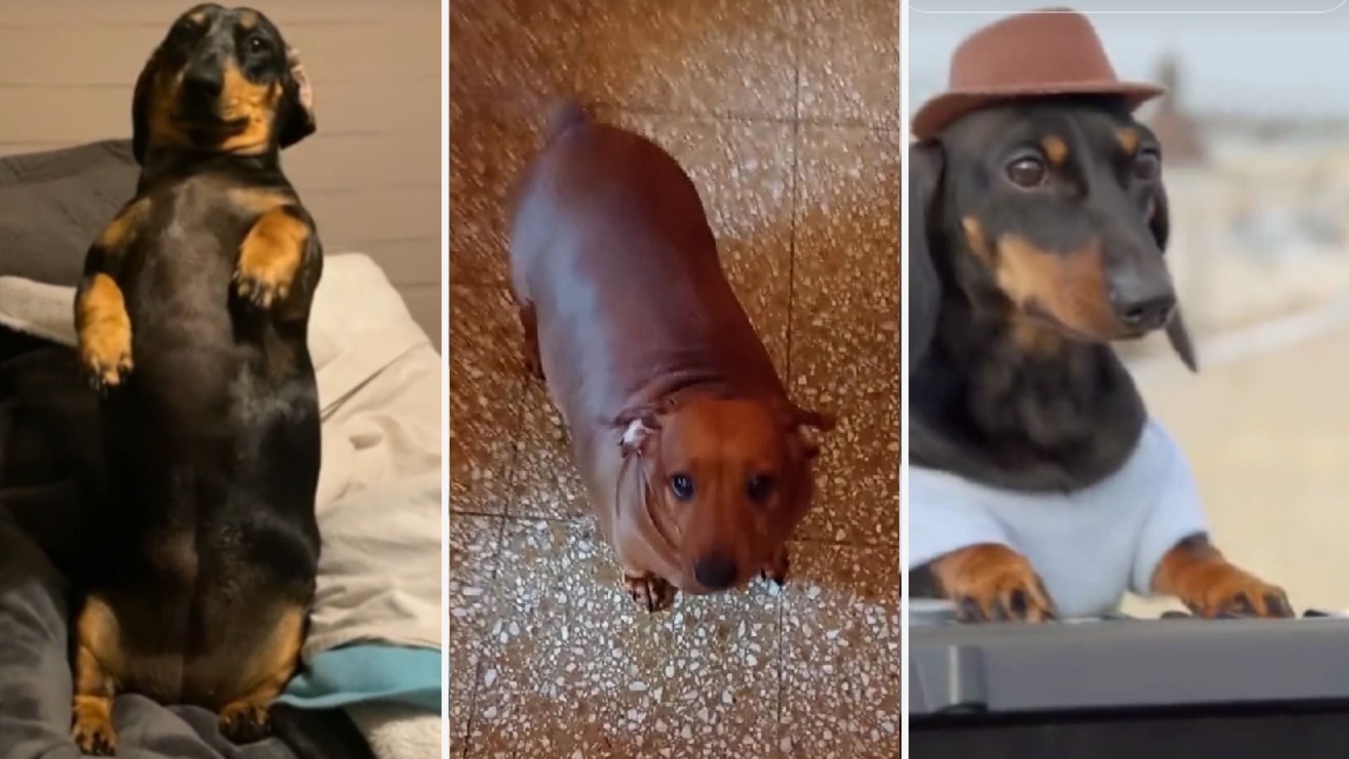 Conoce la Historia de ‘Perro Salchicha’, Canción Viral en Redes y Plataformas