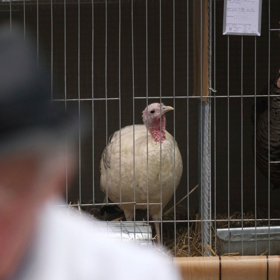 Sacrifican Más de 11 Mil Pavos en Alemania Tras Detectarse Gripe Aviar en Granja