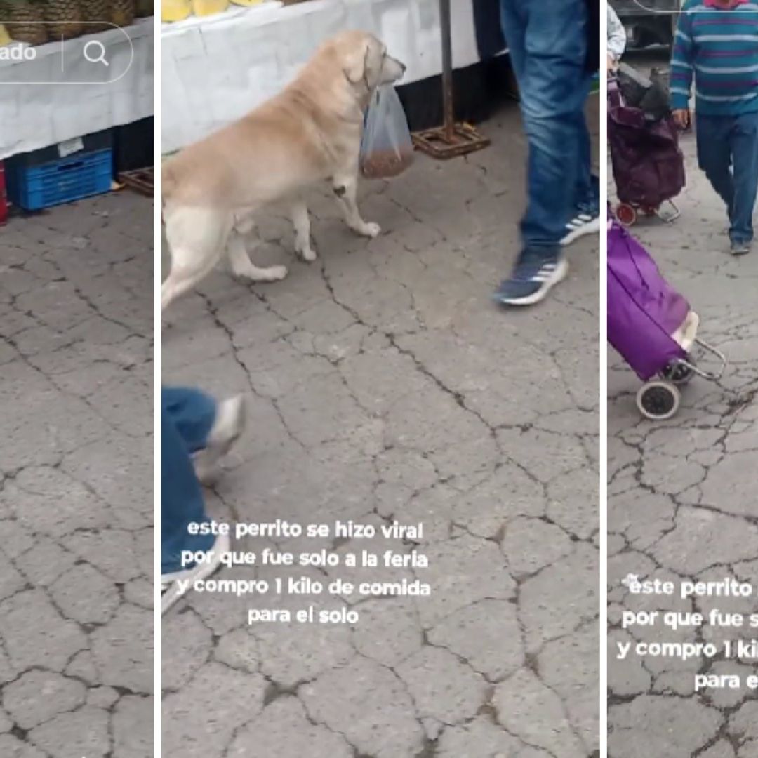 ¡Así o más Independiente! ‘Lomito’ Compra Solo su Alimento | Video