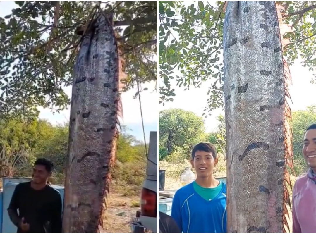 Qué es un pez remo gigante y cuánto mide el visto en Chiapas
