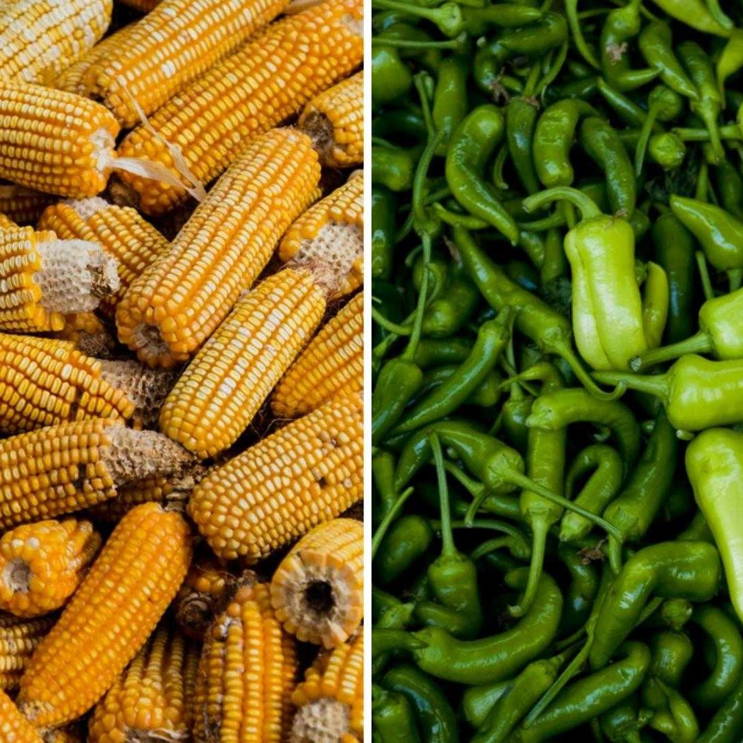 Culturas de Puerto Rico hace mil 500 años ya comían chile, maíz y papaya