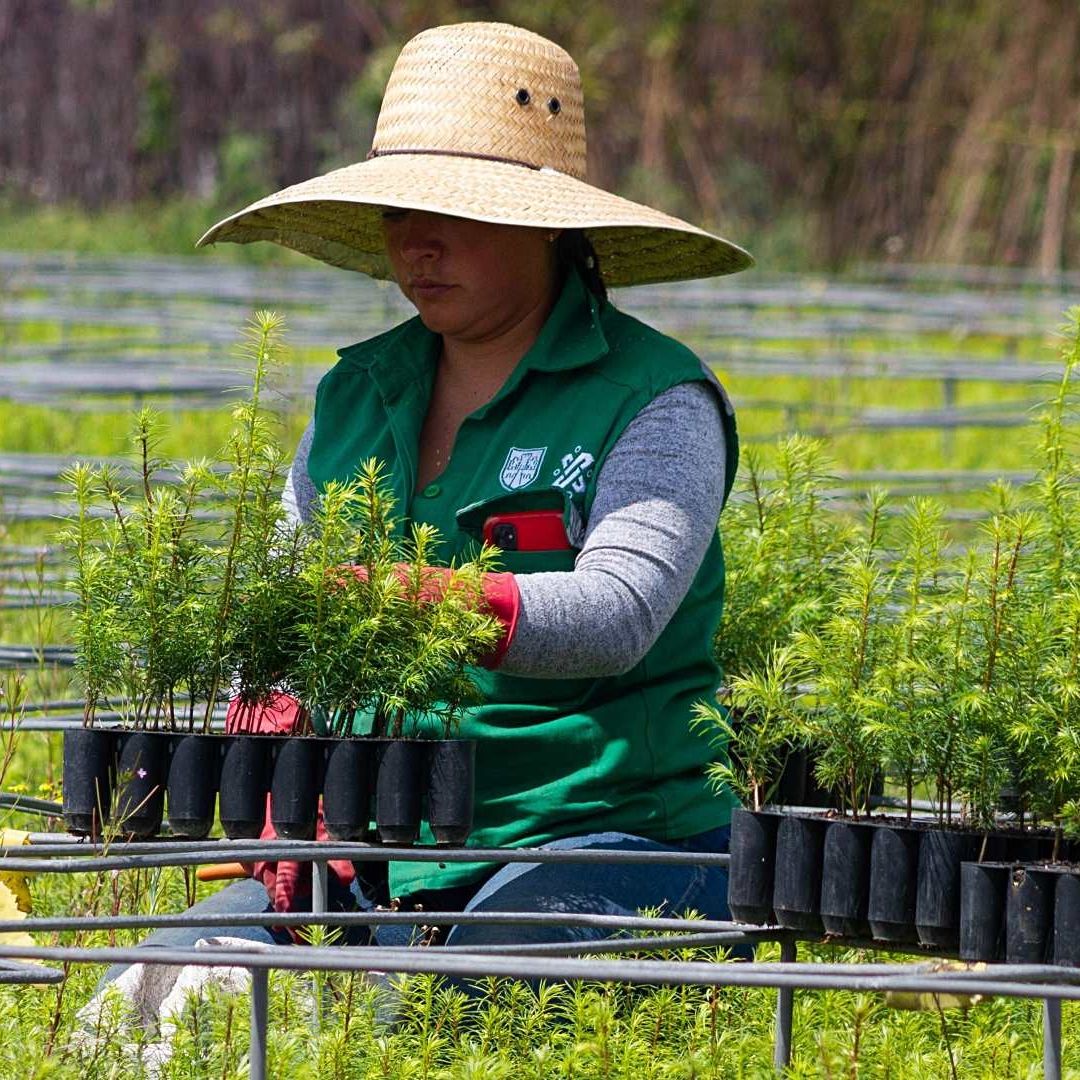 México invierte en protección del ambiente de manera similar a Dinamarca