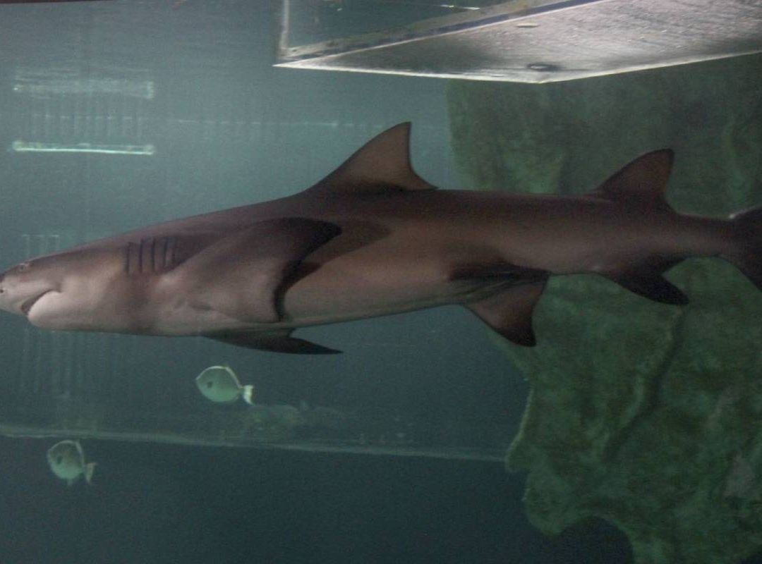 El Centro Universitario de la Costa Sur explicó que el ataque fue realizado por un tiburón toro; conoce las recomendaciones