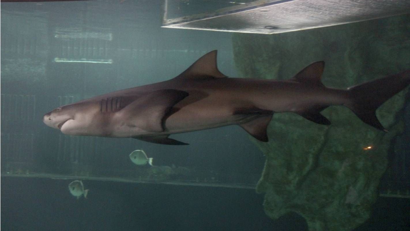 El Centro Universitario de la Costa Sur explicó que el ataque fue realizado por un tiburón toro; conoce las recomendaciones