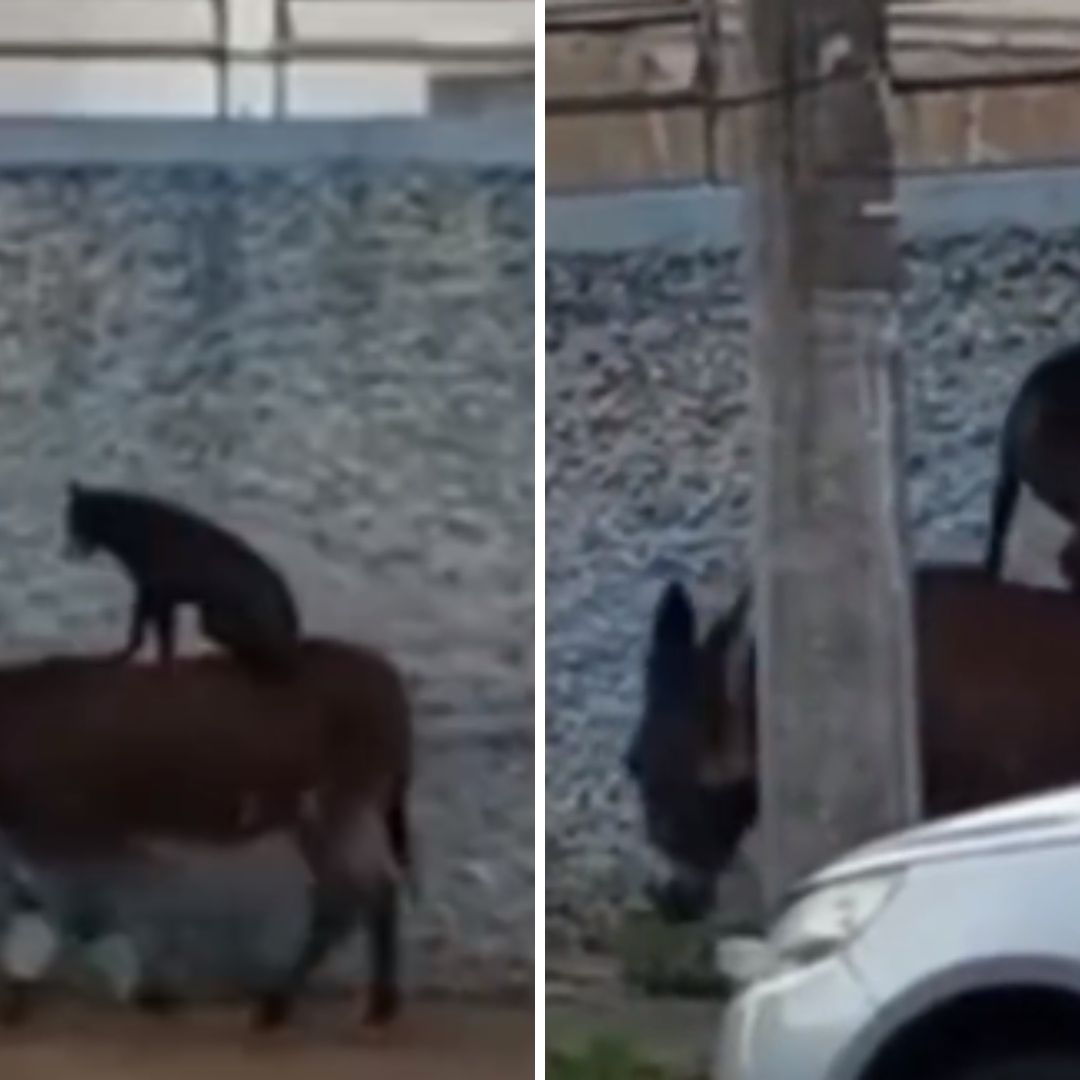 ¿Va para Belén? Captan a Perrito Viajando en Burro