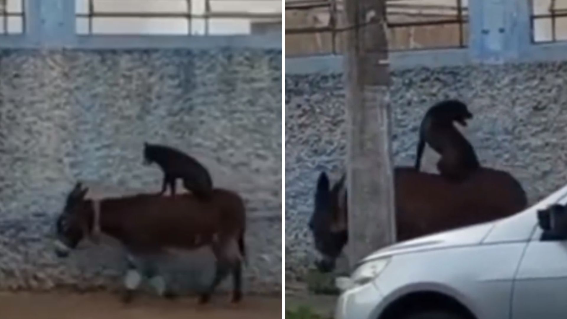 ¿Va para Belén? Captan a Perrito Viajando en Burro