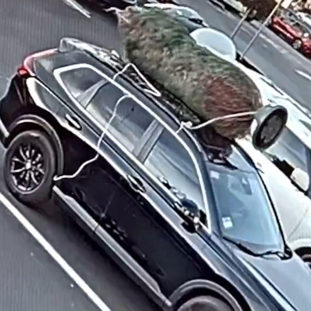 Hombre roba árbol de Navidad en California