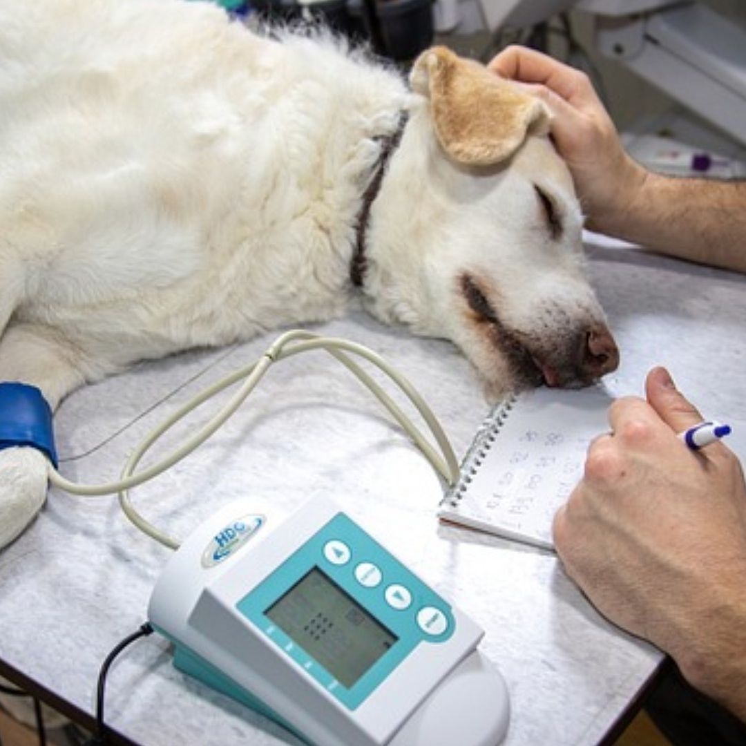 Senadores impulsan clínicas veterinarias públicas
