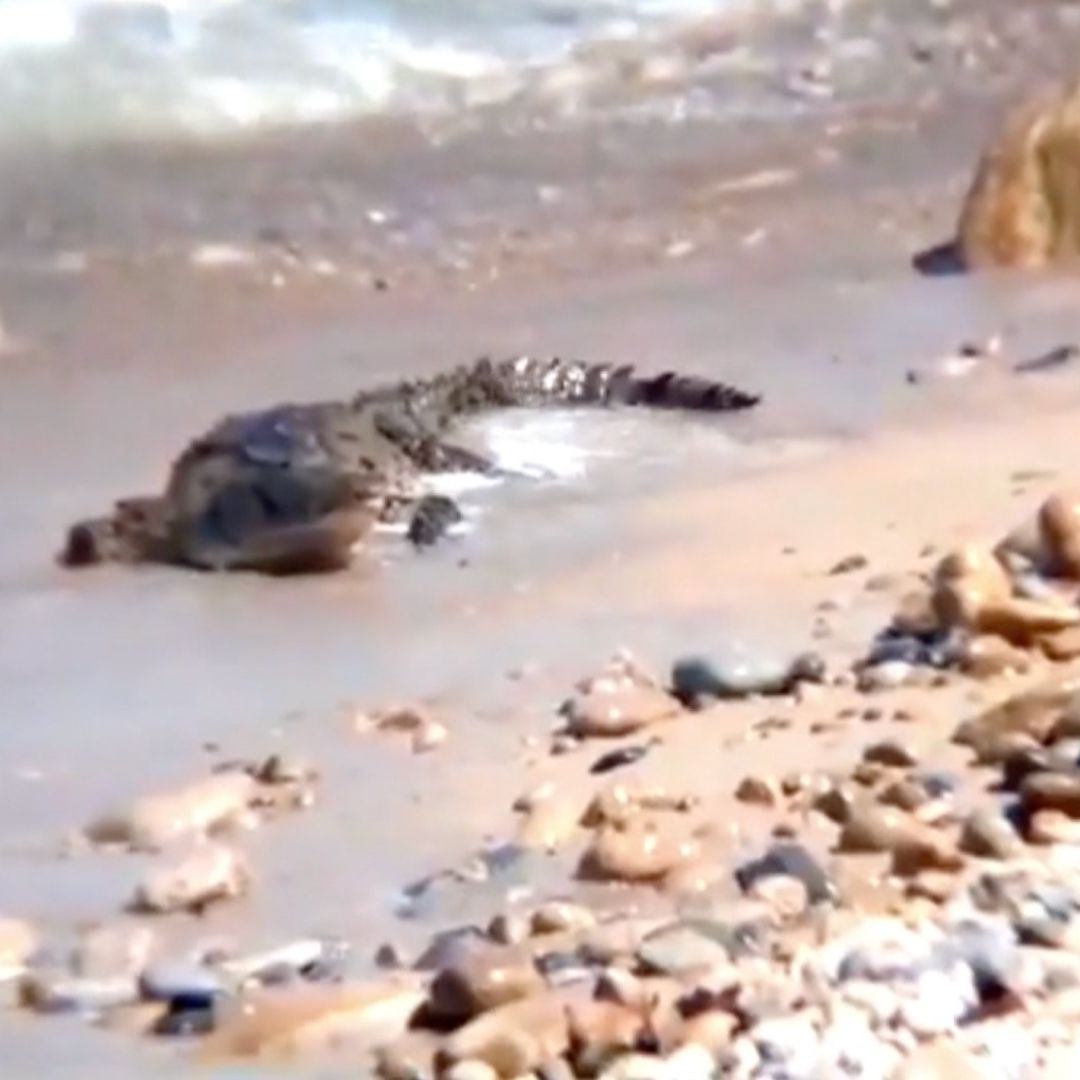 Monitorean Playas de Puerto Vallarta y Jalisco por Fauna Marina Peligrosa